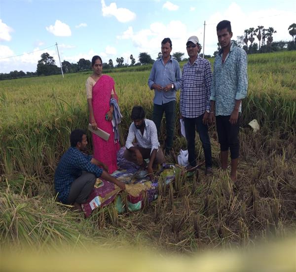 Nalgonda District - Miryalaguda Division                                                                                                                                                                                                                   - Crop Cutting Expts.,                                                                                                                                   - CC EXPERIMENT AT ANNAPUREDDYGUDEM(v) OF VEMULAPALLY (M) OF NALGONDA DISTRICT                                                                                                                                                                                    - dt.01/11/2019          